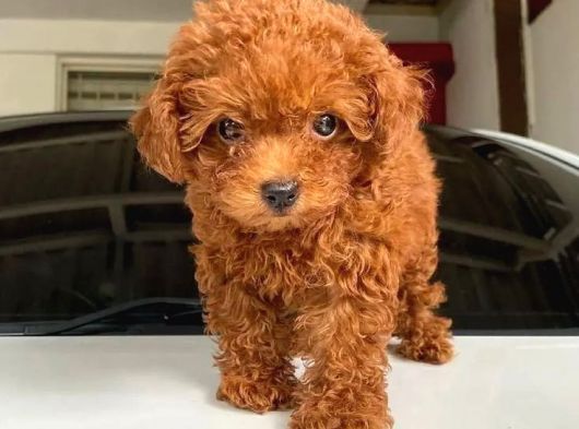 KORE Toy Poodle 'dan Yavru toy poodle