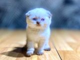 Top Kafa A Kalite Sıfır Kulak Scottish Fold Blue Point Yavru Kedi Fiyat Sahiplenme Sahiplendirme Bursa