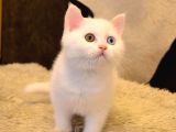 A Kalite Ayı Surat British Shorthair Beyaz ODD Eyes Yavru Kedi Fiyat Sahiplenme Sahiplendirme Kocaeli