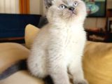 Koca Kafa A Kalite Ayı Surat British Shorthair Blue Point Dişi Yavru Kedi Fiyat Sahiplenme Sahiplendirme Kocaeli