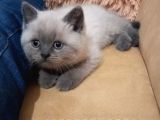 Koca Kafa A Kalite Ayı Surat British Shorthair Blue Point Yavru Erkek Kedi Fiyat Sahiplenme Sahiplendirme Kocaeli