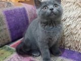 A Kalite Koca Kafa Ayı Surat British Shorthair Gri Yavru Kedi Fiyat Sahiplenme Sahiplendirme Kocaeli