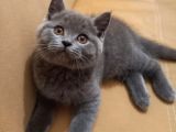 Ayı Surat A Kalite British Shorthair Gri Erkek Yavru Kedi Fiyat Sahiplenme Sahiplendirme Kocaeli