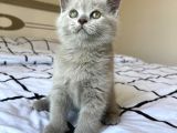 A Kalite Ayı Surat British Shorthair Lilac Yavru Kedi Fiyat Sahiplenme Sahiplendirme Kocaeli