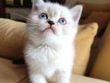 A Kalite Ayı Surat Koca Kafa British Shorthair Lynx Point Erkek Yavru Kedi Fiyat Sahiplenme Sahiplendirme Kocaeli