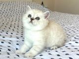 A Kalite Koca Kafa Ayı Surat British Shorthair Lynx Point Erkek Yavru Kedi Fiyat Sahiplenme Sahiplendirme Kocaeli