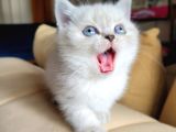 A Kalite Ayı Surat Koca Kafa British Shorthair Lynx Point Yavru Kedi Fiyat Sahiplenme Sahiplendirme Kocaeli