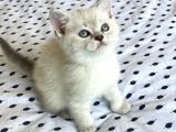 A Kalite Koca Kafa Ayı Surat British Shorthair Lynx Point Dişi Yavru Kedi Fiyat Sahiplenme Sahiplendirme Kocaeli