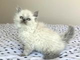 A Kalite Ayı Surat Koca Kafa British Longhair Blue Point Erkek Yavru Kedi Fiyat Sahiplenme Sahiplendirme Kocaeli