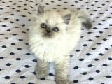 A Kalite Ayı Surat Koca Kafa British Longhair Blue Point Dişi Yavru Kedi Fiyat Sahiplenme Sahiplendirme Kocaeli