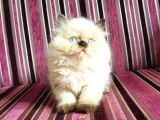 A Kalite Ayı Surat Koca Kafa British Longhair Chocolate Point Yavru Kedi Fiyat Sahiplenme Sahiplendirme Kocaeli