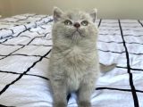 A Kalite Ayı Surat Koca Kafa British Longhair Lilac Yavru Kedi Fiyat Sahiplenme Sahiplendirme Kocaeli