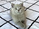 A Kalite Koca Kafa Ayı Surat British Longhair Lilac Yavru Kedi Fiyat Sahiplenme Sahiplendirme Kocaeli