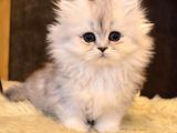 A Kalite Ayı Surat Koca Kafa British Longhair Silver Point Yavru Kedi Fiyat Sahiplenme Sahiplendirme Kocaeli
