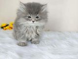 A Kalite Ayı Surat Koca Kafa British Longhair Erkek Yavru Kedi Fiyat Sahiplenme Sahiplendirme Kocaeli