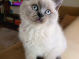 Koca Kafa A Kalite Ayı Surat British Shorthair Blue Point Yavru Dişi Kedi Fiyat Sahiplenme Sahiplendirme Edirne