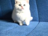 A Kalite Ayı Surat Koca Kafa British Shorthair Süt Beyaz Yavru Kedi Fiyat Sahiplenme Sahiplendirme Edirne
