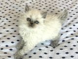 A Kalite Ayı Surat Koca Kafa British Longhair Blue Point
