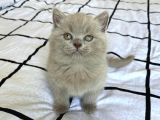 Ayı Surat A Kalite Koca Kafa British Longhair Lilac Yavru Kedi Fiyat Sahiplenme Sahiplendirme Edirne