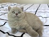 Ayı Surat A Kalite Koca Kafa British Longhair Lilac Erkek Yavru Kedi Fiyat Sahiplenme Sahiplendirme Edirne