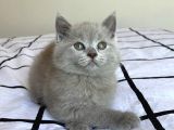 A Kalite Ayı Surat Koca Kafa British Longhair Lilac Erkek Yavru Kedi Fiyat Sahiplenme Sahiplendirme Edirne