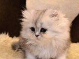 Ayı Surat A Kalite Koca Kafa British Longhair Silver Point Dişi Yavru Kedi Fiyat Sahiplenme Sahiplendirme Edirne