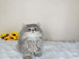Ayı Surat A Kalite Koca Kafa British Longhair Dişi Yavru Kedi Fiyat Sahiplenme Sahiplendirme Edirne