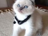 Sıfır Kulak A Kalite Top Kafa Scottish Fold Blue Point Dişi Yavru Kedi Fiyat Sahiplenme Sahiplendirme Edirne