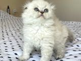 A Kalite Sıfır Kulak Top Kafa Scottish Fold Lynx Point Dişi Yavru Kedi Fiyat Sahiplenme Sahiplendirme Edirne