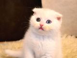 Sıfır Kulak A Kalite Top Kafa Scottish Fold Red Point Erkek Yavru Kedi Fiyat Sahiplenme Sahiplendirme Edirne