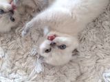 Sıfır Kulak A Kalite Top Kafa Scottish Fold Blue Point Yavru Kedi Fiyat Sahiplenme Sahiplendirme Balıkesir