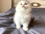 A Kalite Sıfır Kulak Top Kafa Scottish Fold Calico Tricolor Yavru Kedi Fiyat Sahiplenme Sahiplendirme Balıkesir