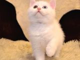 Ayı Surat A Kalite British Shorthair Beyaz ODD Eyes Yavru Kedi Fiyat Sahiplenme Sahiplendirme Balıkesir