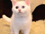 A Kalite Ayı Surat British Shorthair Beyaz ODD Eyes Erkek Yavru Kedi Fiyat Sahiplenme Sahiplendirme Balıkesir
