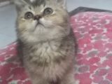 Ayı Surat A Kalite British Shorthair Black Golden Yavru Kedi Fiyat Sahiplenme Sahiplendirme Balıkesir