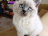 A Kalite Koca Kafa Ayı Surat British Shorthair Blue Point Yavru Kedi Fiyat Sahiplenme Sahiplendirme Balıkesir