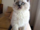 Koca Kafa A Kalite Ayı Surat British Shorthair Blue Point Erkek Yavru Kedi Fiyat Sahiplenme Sahiplendirme Balıkesir