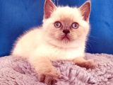 Ayı Surat A Kalite British Shorthair Blue Point Yavru Kedi Fiyat Sahiplenme Sahiplendirme Balıkesir