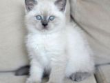 Ayı Surat A Kalite British Shorthair Blue Point Dişi Yavru Kedi Fiyat Sahiplenme Sahiplendirme Balıkesir