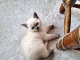 A Kalite Ayı Surat Koca Kafa British Shorthair Blue Point Yavru Kedi Fiyat Sahiplenme Sahiplendirme Balıkesir