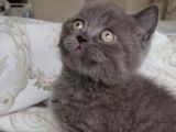 Ayı Surat A Kalite British Shorthair Gri Yavru Kedi Fiyat Sahiplenme Sahiplendirme Balıkesir