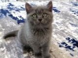 A Kalite Ayı Surat British Shorthair Gri Yavru Kedi Fiyat Sahiplenme Sahiplendirme Balıkesir