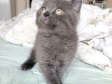 A Kalite Ayı Surat Koca Kafa British Shorthair Gri Erkek Yavru Kedi Fiyat Sahiplenme Sahiplendirme Balıkesir