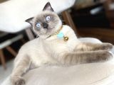 18 aylık Blue Point British Shorthair