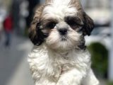 Aşkın tarifi Shih tzu şitsu yavru sahiplenme / sahiplendirme