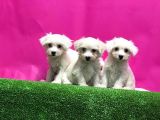Etkileyici bakışları ile Maltese Terrier yavru sahiplenme / sahiplendirme