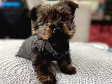 Oyuncak gibi Yorkshire terrier yavru sahiplenme / sahiplendirme