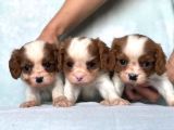 WC eğitimli cavalier king charles yavru sahiplenme / sahiplendirme