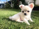 Etkileyici bakışları ile chihuahua şivava yavru fiyat sahiplenme / sahiplendirme