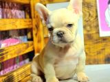 Acil uyguna French Bulldog yavru fiyat sahiplenme / sahiplendirme